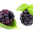 Blackberry & Basil