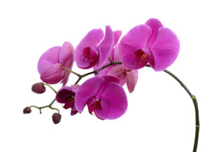 Orchidee PÖ